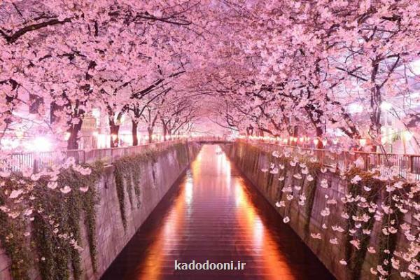 ساكورای ژاپنی و بهارنارنج ایرانی تفاوت كجاست؟
