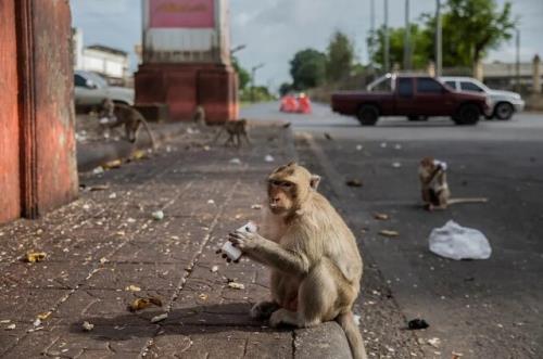 میمون هایی که در نبود گردشگران دزد شدند